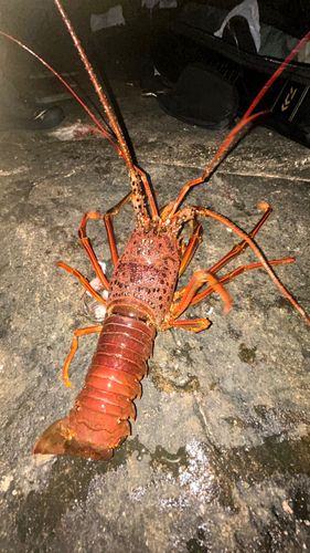 イセエビの釣果