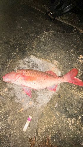 オジサンの釣果