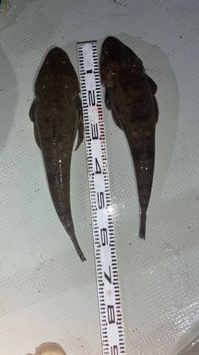 マゴチの釣果