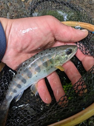 アマゴの釣果
