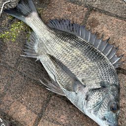 クロダイ