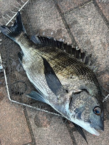クロダイの釣果