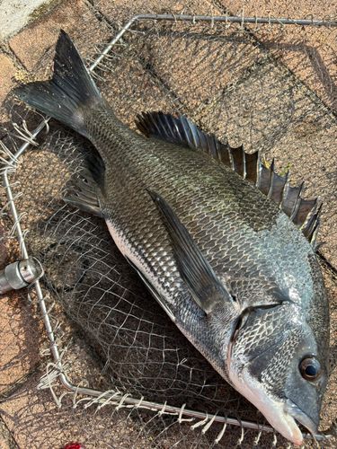 クロダイの釣果