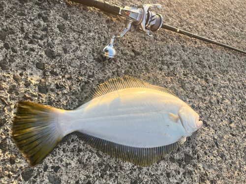 ヒラメの釣果