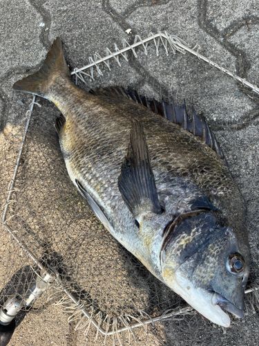 クロダイの釣果