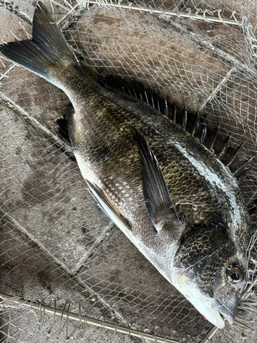 クロダイの釣果
