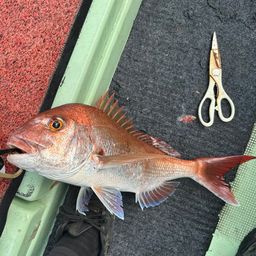 タイ