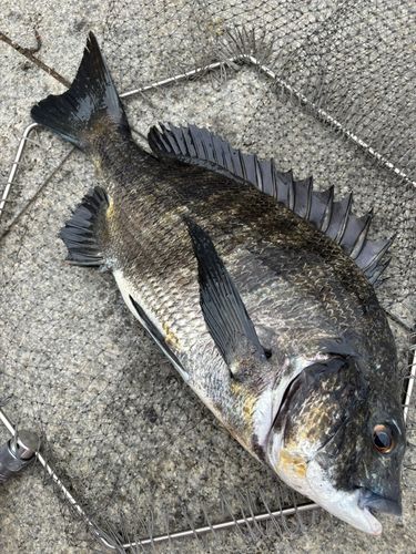 クロダイの釣果
