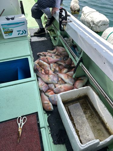イラの釣果
