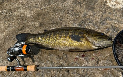 スモールマウスバスの釣果
