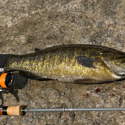 スモールマウスバス