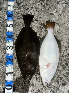 ヒラメの釣果