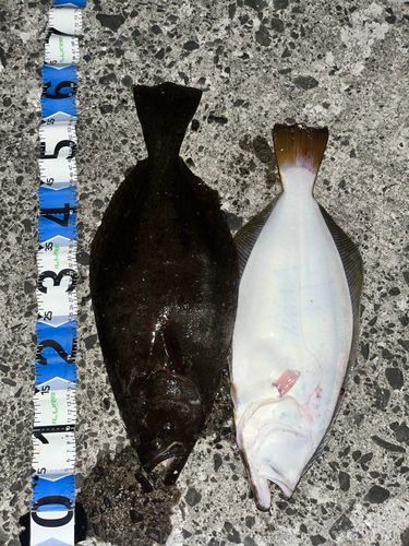 ヒラメの釣果