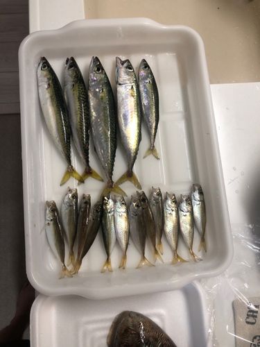 コウイカの釣果