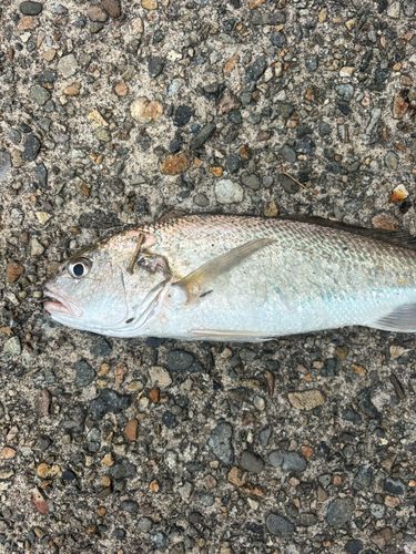 イシモチの釣果