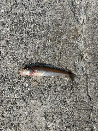 キスの釣果