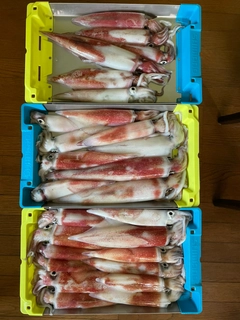 マイカの釣果