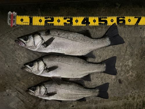 ヒラスズキの釣果