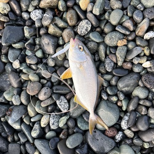 ショゴの釣果
