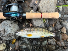 ヤマメの釣果