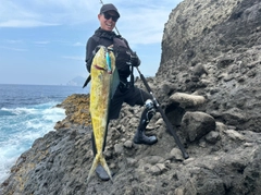 シイラの釣果