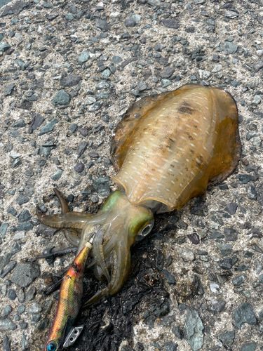 アオリイカの釣果