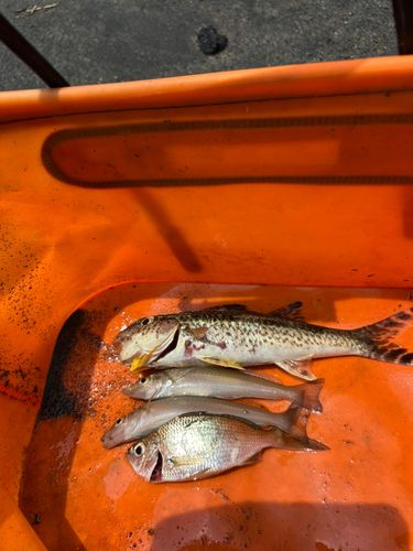 ヨメヒメジの釣果
