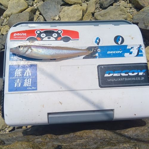 キスの釣果
