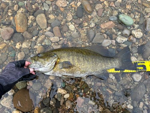 スモールマウスバスの釣果