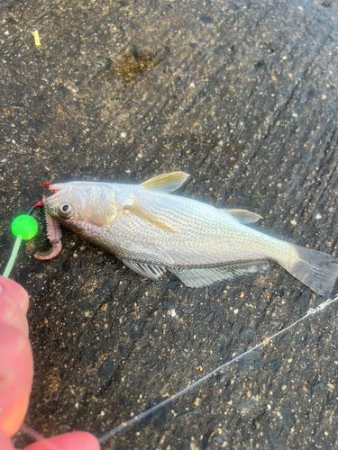 イシモチの釣果