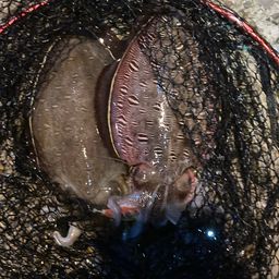 モンゴウイカ