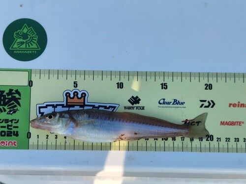 シロギスの釣果