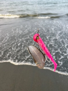 シタビラメの釣果