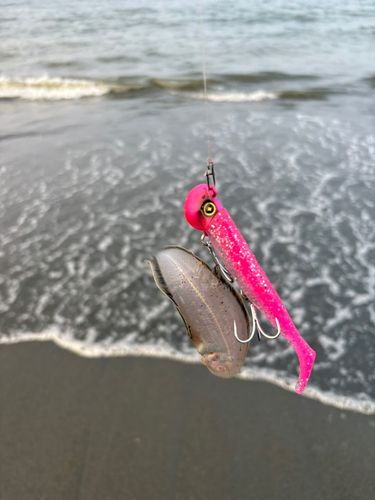 シタビラメの釣果