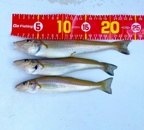 シロギスの釣果