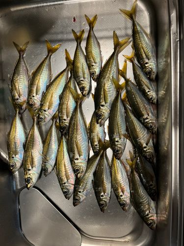 アジの釣果