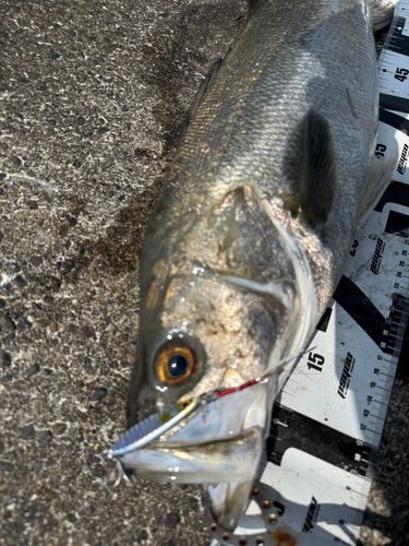 シーバスの釣果