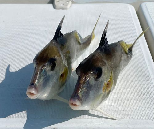 ギマの釣果