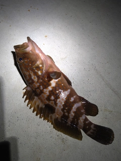 キジハタの釣果