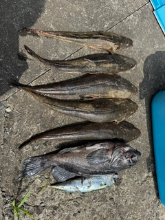 マゴチの釣果