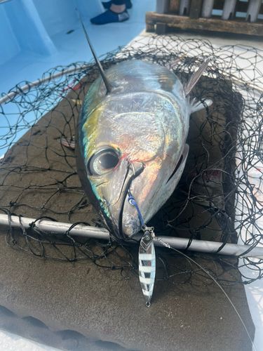メバチマグロの釣果