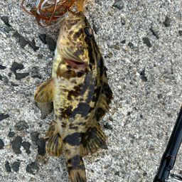 タケノコメバル