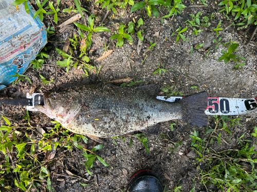 ブラックバスの釣果