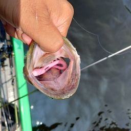 ラージマウスバス