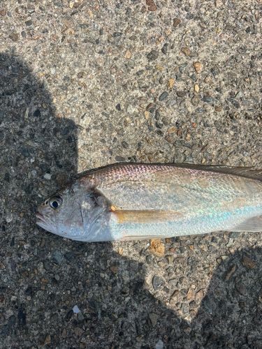 イシモチの釣果