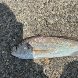 イシモチ