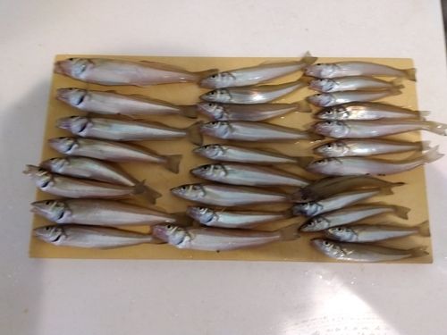 キスの釣果