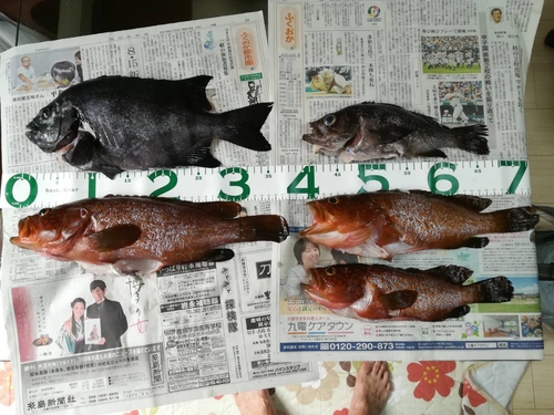 アコウの釣果