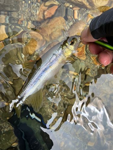 カワムツの釣果
