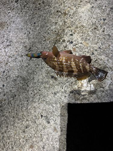 キジハタの釣果